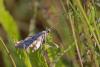 284660 – Photo : Marc Solari – France (68)