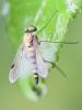 284513 – Photo : Jean-Michel GAREL – France (89)
