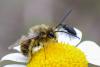 284511 – Photo : Bernard Saquet – France (34)