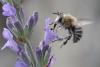 284813 – Photo : Olivier Pouvreau – France (86)