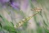 284437 – Photo : Olivier Pouvreau – France (16)