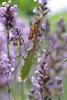 284439 – Photo : Olivier Pouvreau – France (16)