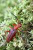 284545 – Photo : Mathurin CARNET – France (58)