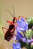 284798 – Photo : Mathurin CARNET – France (89)