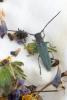 284546 – Photo : Mathurin CARNET – France (58)