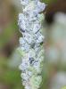 284171 – Photo : alain Roujas – France (31)