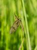284237 – Photo : Joseph Rezeau – France (35)