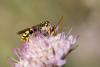 284331 – Photo : Jean-Laurent HENTZ – France (30)