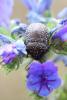 284605 – Photo : Mathurin CARNET – France (58)