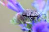 284606 – Photo : Mathurin CARNET – France (58)