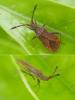 Coriomeris sp.