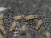 284320 – Photo : Cédric Mondy – France (94)
