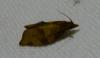284284 – Photo : Cyril FORCHELET – France (33)