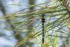 284911 – Photo : pierre juliand – France (07)