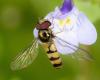 284089 – Photo : Alain Guillemart – France (49)