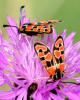 284616 – Photo : Bernard LAVIRON – France (31)