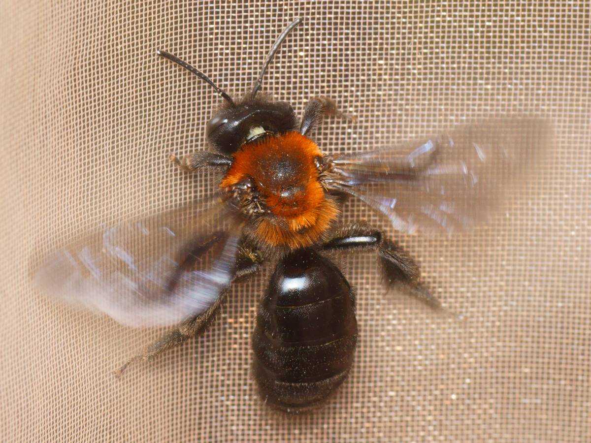 Pierre Gros - Andrena (Melandrena) thoracica - réf. 284351 (1200 x 900 pixels, 217 ko)