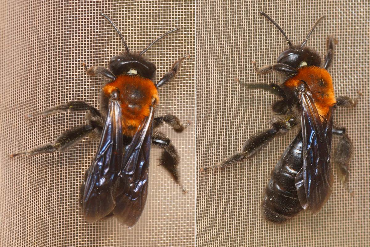 Pierre Gros - Andrena (Melandrena) thoracica - réf. 284350 (1200 x 800 pixels, 215 ko)