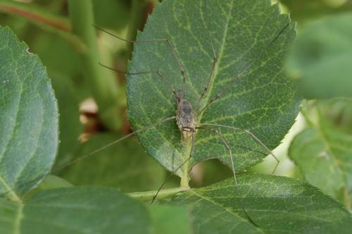 Phalangium opilio