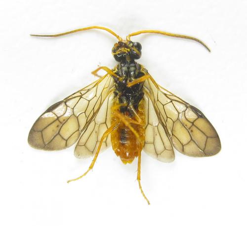 Réf. 285 837 : Cephalcia erythrogaster