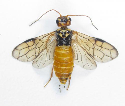 Réf. 285 863 : Cephalcia erythrogaster