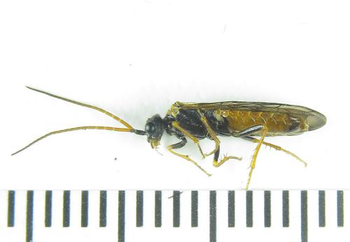 Cephalcia alpina