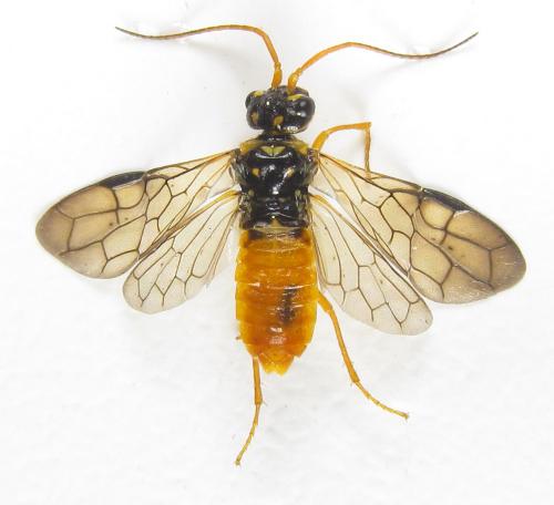 Réf. 285 838 : Cephalcia erythrogaster