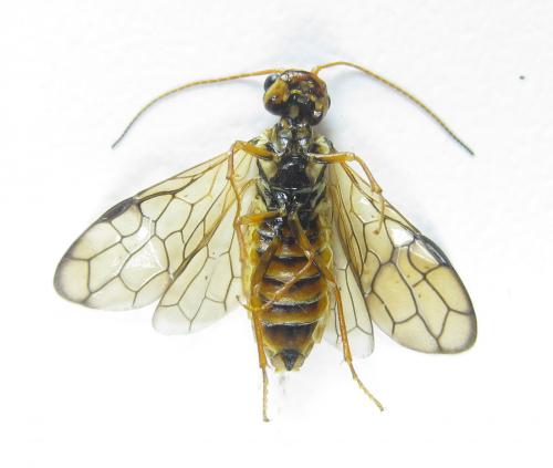 Réf. 285 864 : Cephalcia erythrogaster