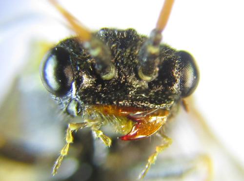 Réf. 285 637 : Cephalcia alpina