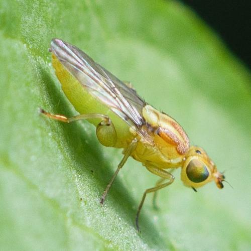 Réf. 285 297 : Meromyza femorata
