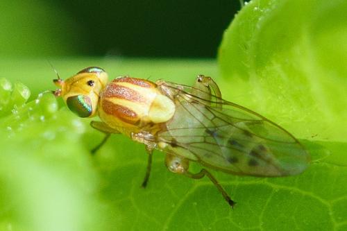 Réf. 285 298 : Meromyza femorata