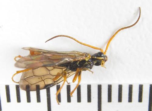 Réf. 285 839 : Cephalcia erythrogaster