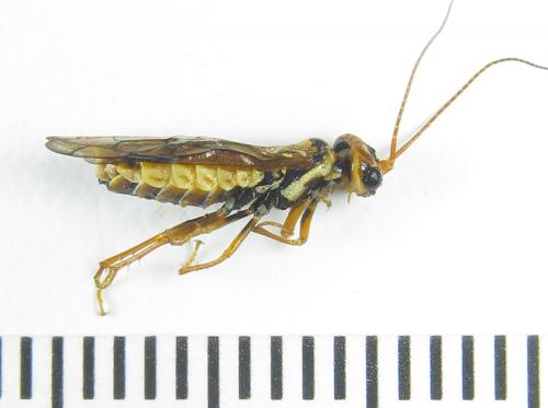 Réf. 285 865 : Cephalcia erythrogaster
