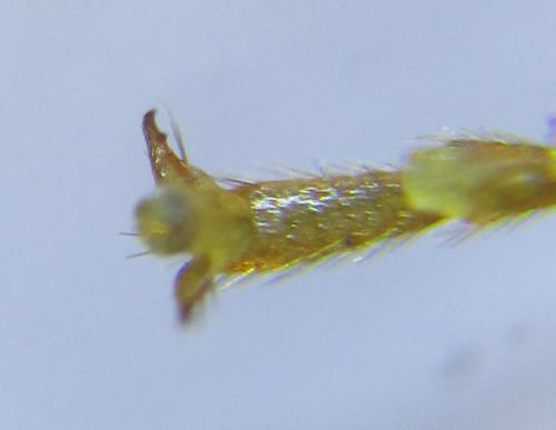 Réf. 285 638 : Cephalcia alpina