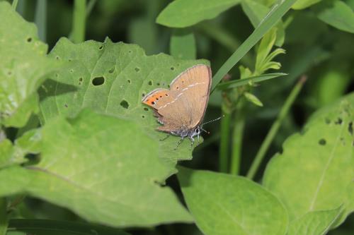 Réf. 285 139 : Satyrium pruni