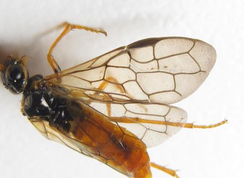 Réf. 285 840 : Cephalcia erythrogaster