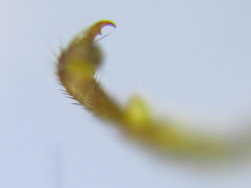 Réf. 285 866 : Cephalcia erythrogaster