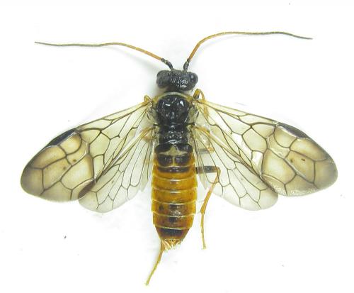 Réf. 285 639 : Cephalcia alpina