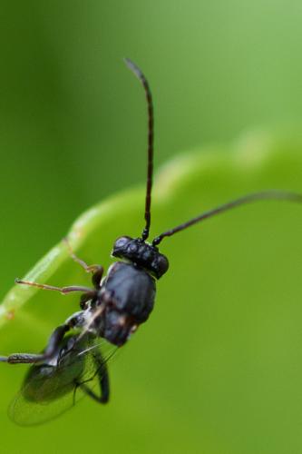 Callaspidia sp.