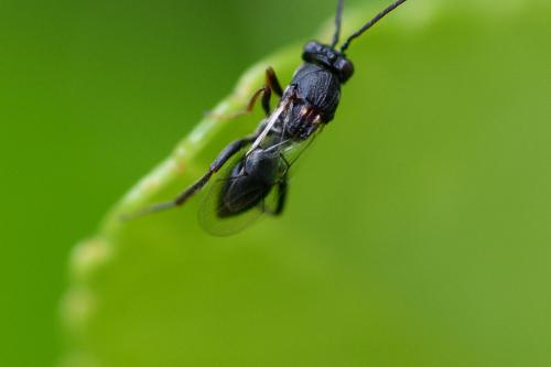 Callaspidia sp.