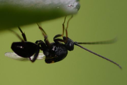 Réf. 285 393 : Callaspidia sp.