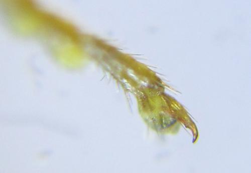Réf. 285 841 : Cephalcia erythrogaster