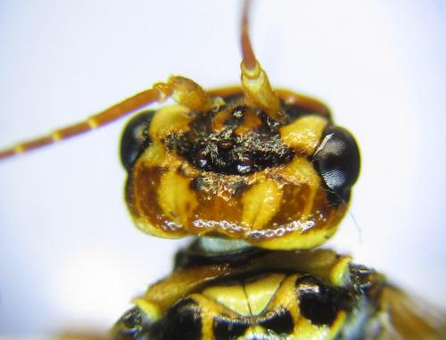 Réf. 285 867 : Cephalcia erythrogaster