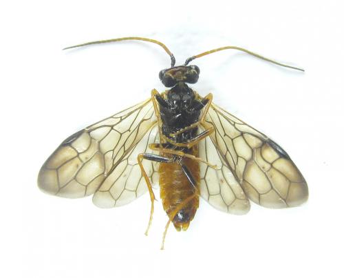 Cephalcia alpina