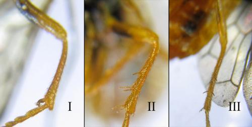 Réf. 285 842 : Cephalcia erythrogaster