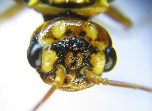 Réf. 285 868 : Cephalcia erythrogaster