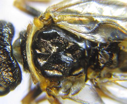 Réf. 285 641 : Cephalcia alpina