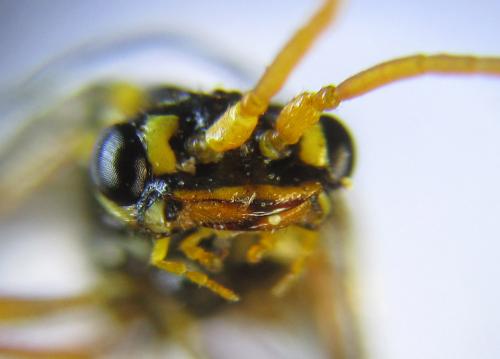 Réf. 285 843 : Cephalcia erythrogaster