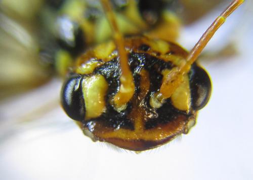 Réf. 285 869 : Cephalcia erythrogaster