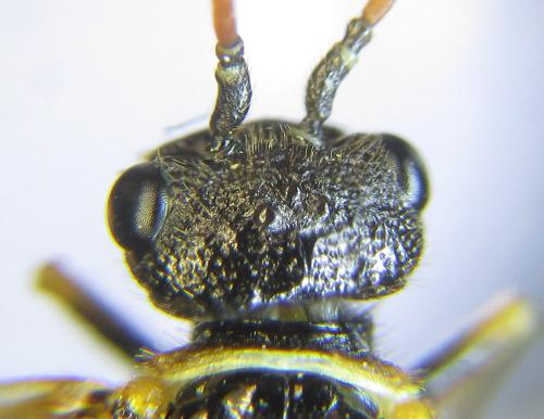 Réf. 285 642 : Cephalcia alpina